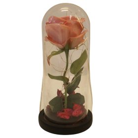 Rose encased glass dome