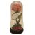 Rose encased glass dome