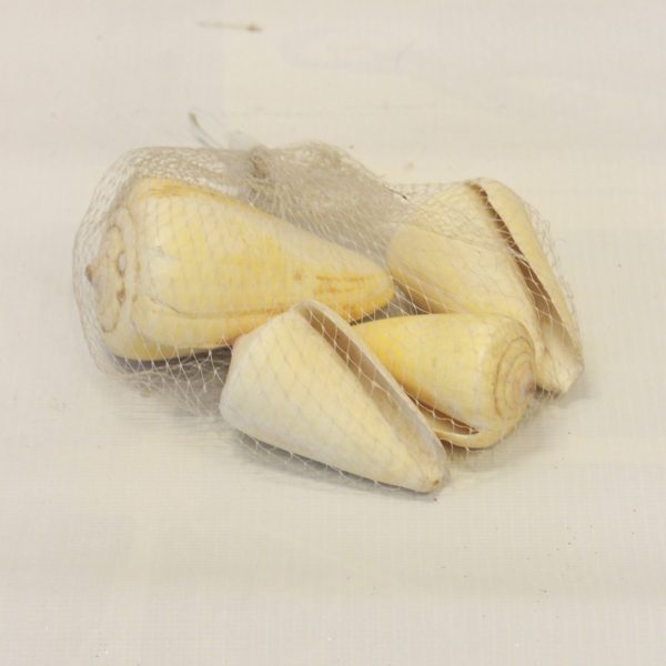 Cone Snails